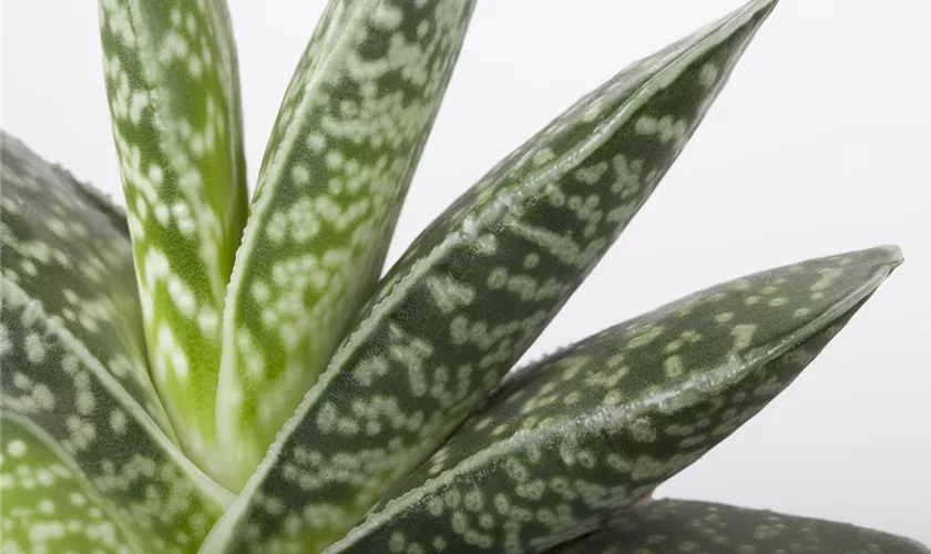 Aloe variegata 'Magic'