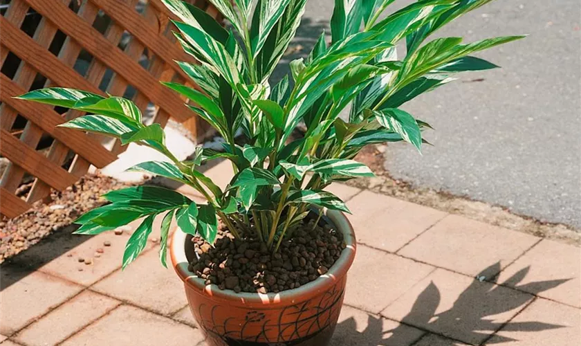 Alpinia luteocarpa