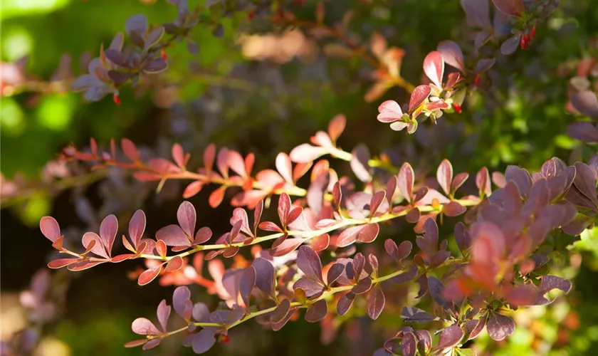 Rote Heckenberberitze 'Atropurpurea'