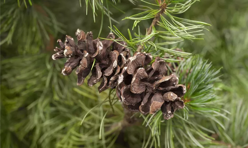 Pinus parviflora 'Shirobana'