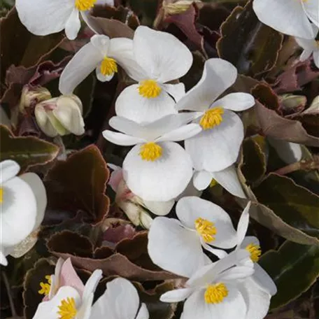 Begonia Baby Wing™