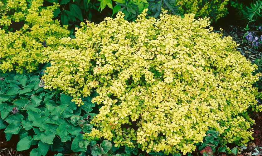 Berberitze 'Golden Horizon'®