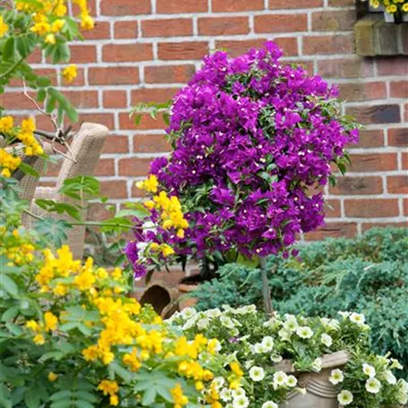 Bougainvillea, Stamm, violett