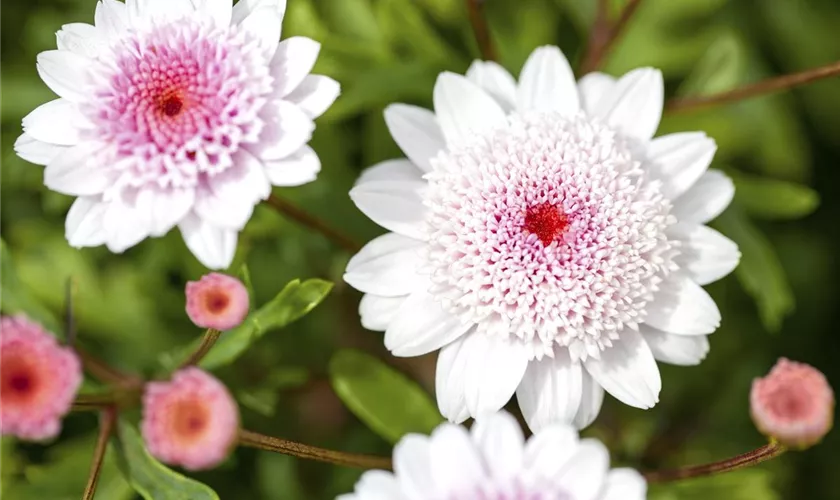 Argyranthemum 'Honeybees® Double White Pink'