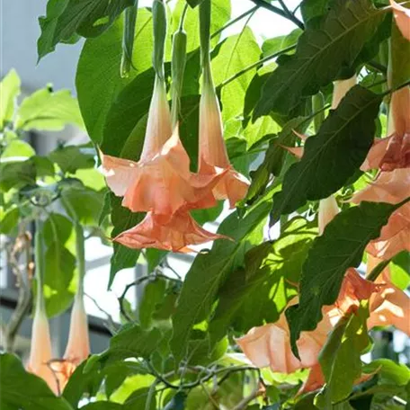 Brugmansia vulcanicola