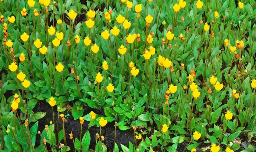 Calceolaria polyrrhiza