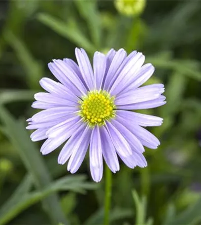 Essbare Blüten - Die schönsten Rezepte