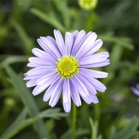 Essbare Blüten - Die schönsten Rezepte