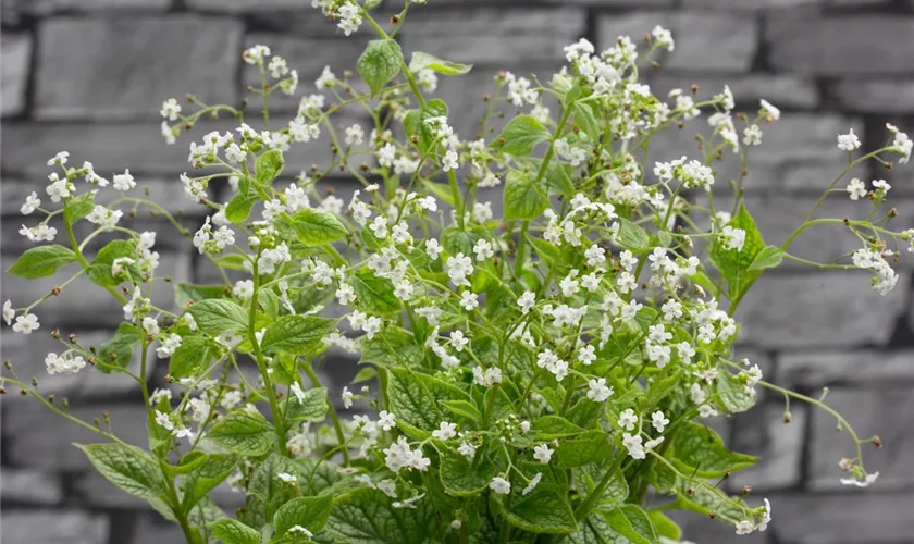 Brunnera macrophylla, weiß