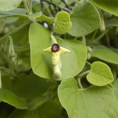 Aristolochia tomentosa