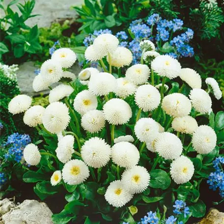 Bellis perennis 'Roggli', weiß