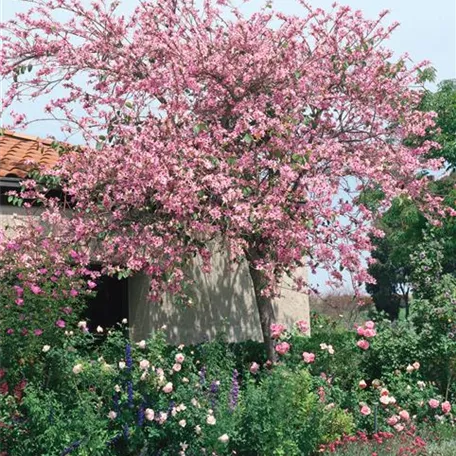 Bauhinia variegata