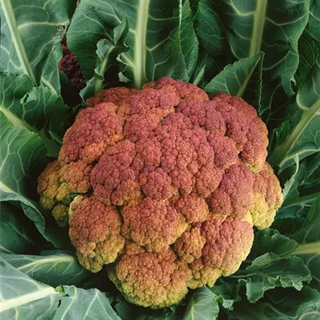 Brassica oleracea var. botrytis, orange