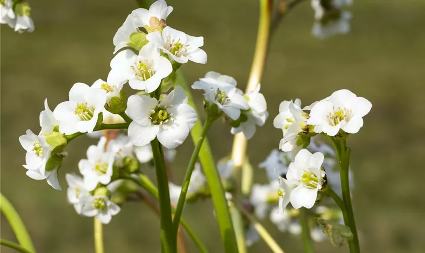 Garten-Bergenie