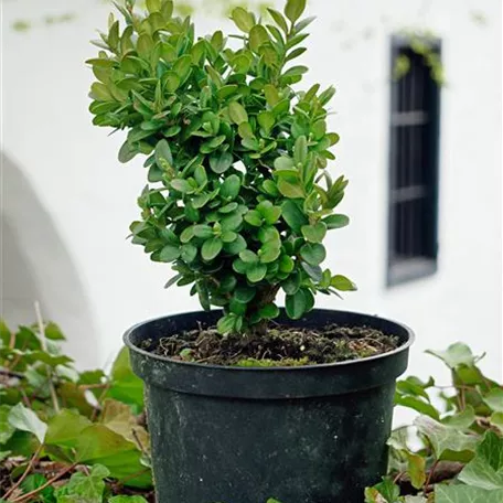 Buxus harlandii