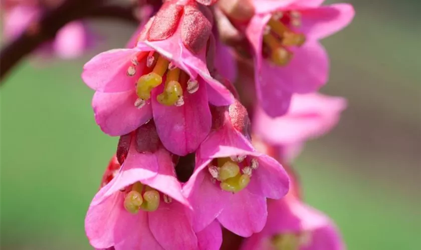 Bergenia