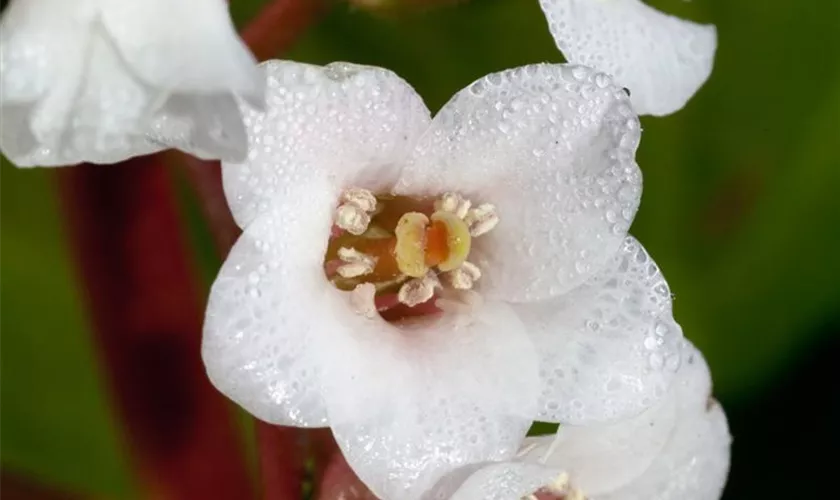 Garten-Bergenie 'Brahma'