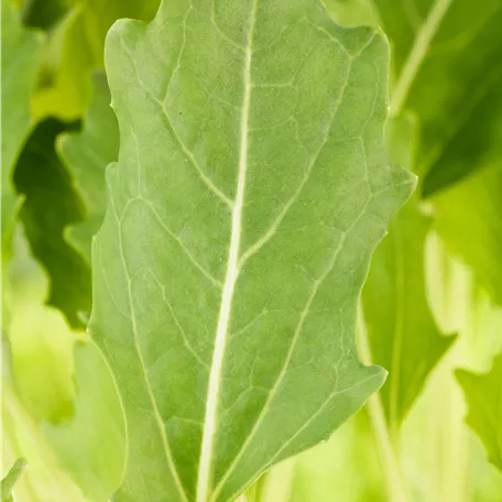 Brassica oleracea var. gongylodes, weiß