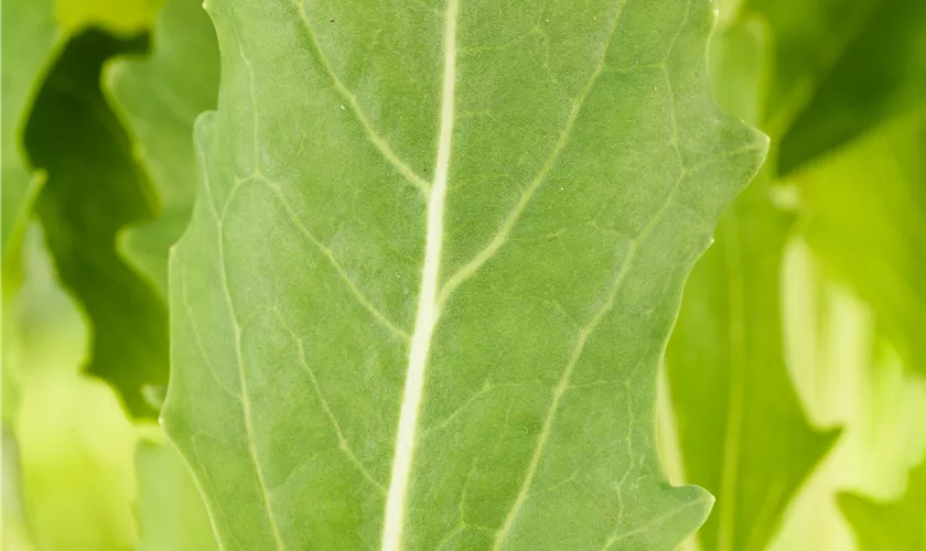 Kohlrabi