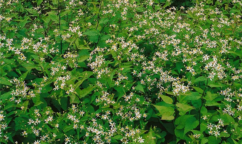 Aster divaricatus 'Tradescant'