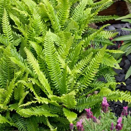 Blechnum