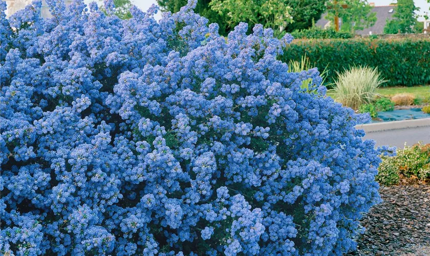 Kalifornischer Flieder 'Puget Blue'