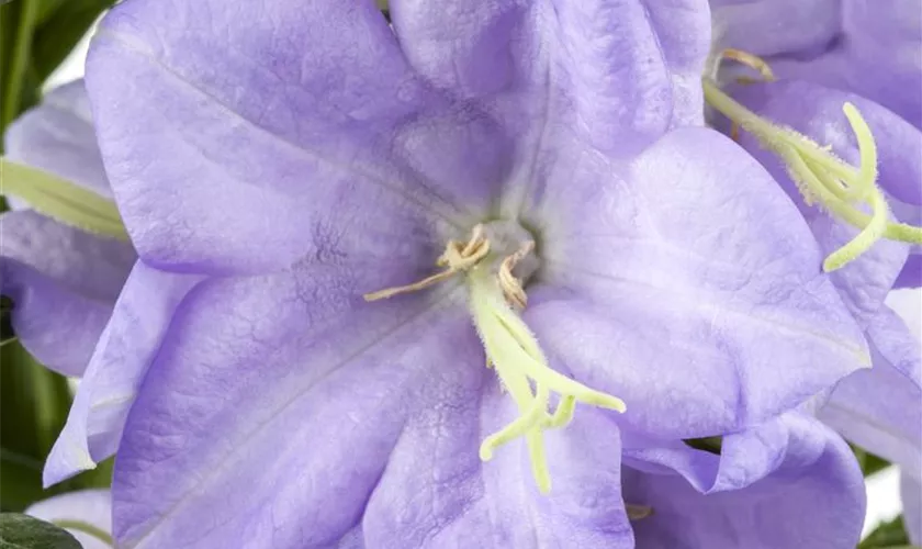 Pfirsichblättrige Glockenblume