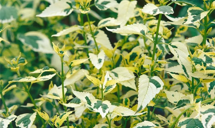 Caryopteris divaricata 'Electrum'