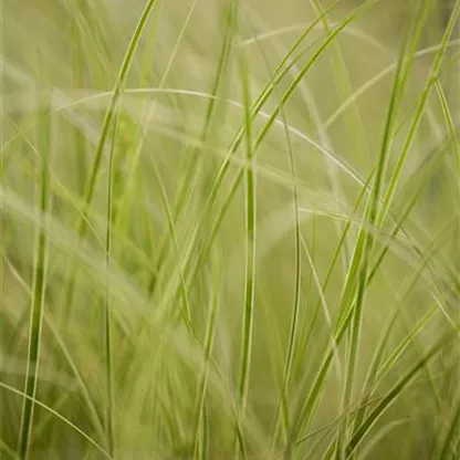 Auf die Feinheiten kommt es an: wie Gräser den Garten aufwerten