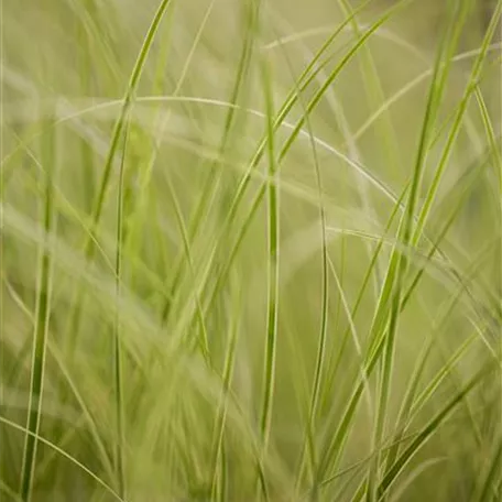 Auf die Feinheiten kommt es an: wie Gräser den Garten aufwerten