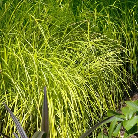 Carex elata