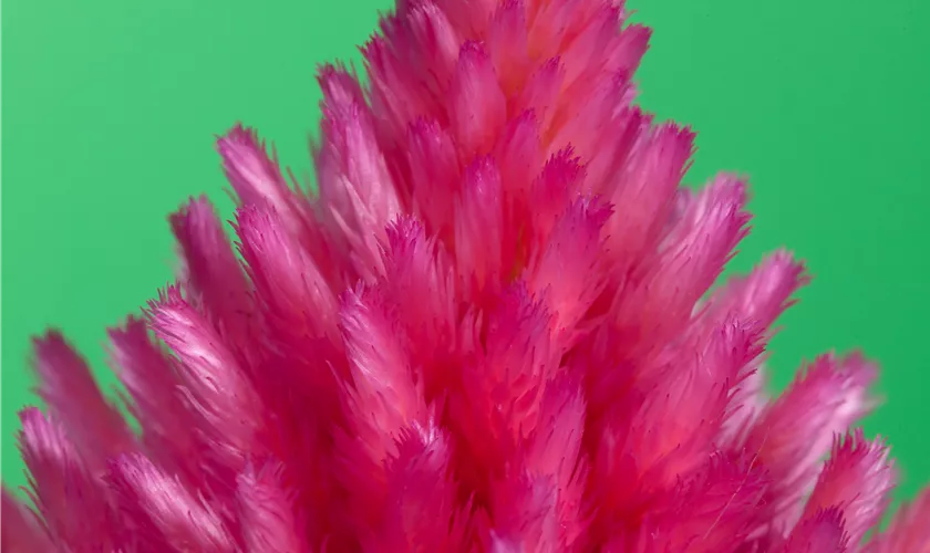 Celosia argentea var. plumosa, rosa