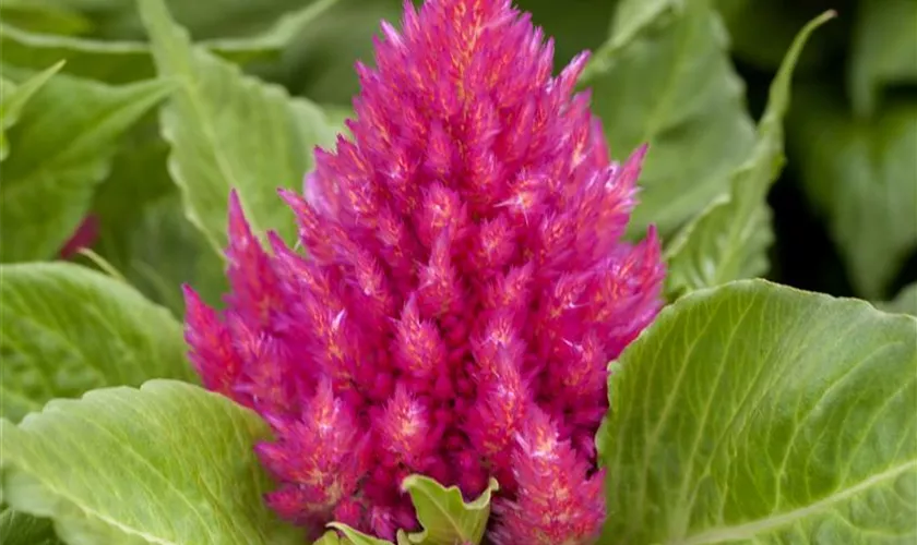 Celosia argentea var. plumosa 'Glow Pink'