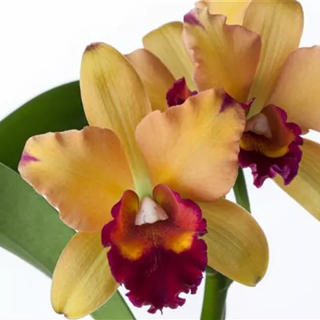 Cattleya