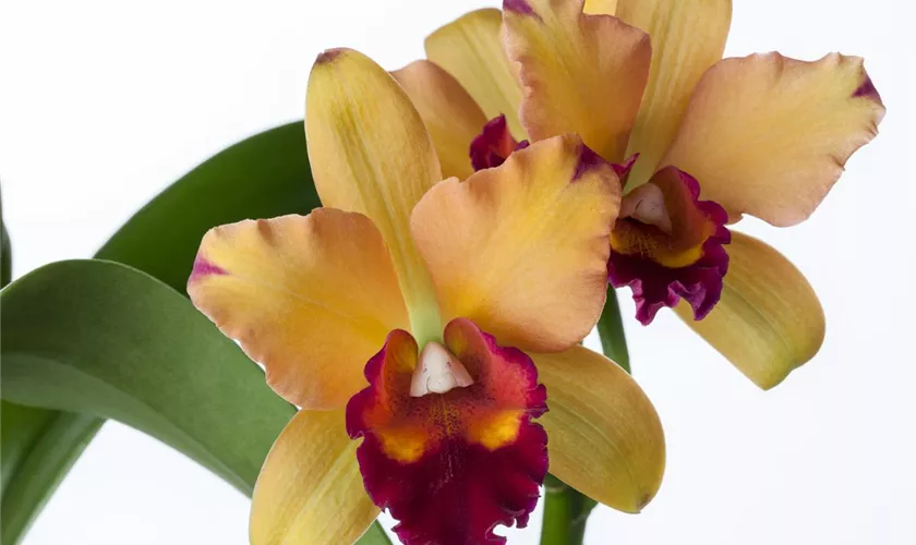 Cattleya Orchidee