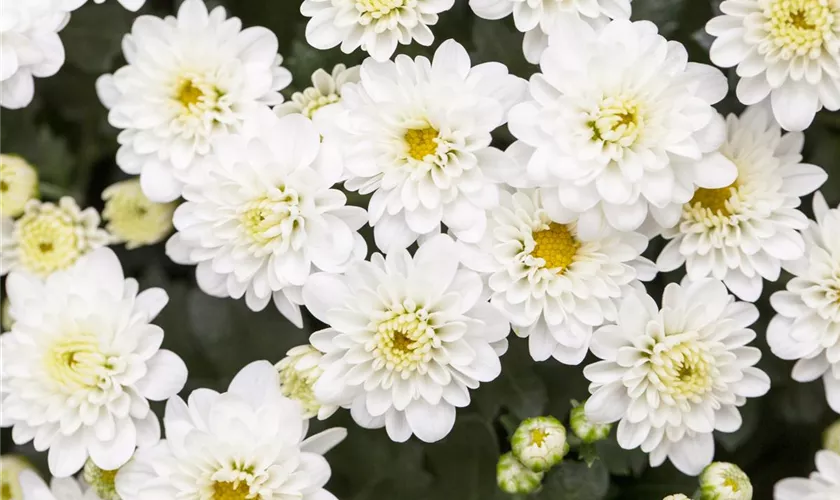 Chrysanthemum indicum Skyfall® 'White'