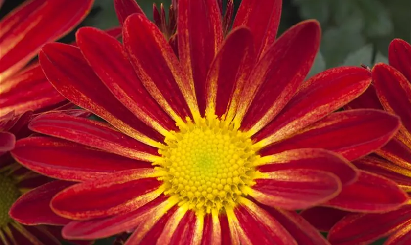 Chrysanthemum indicum, rot