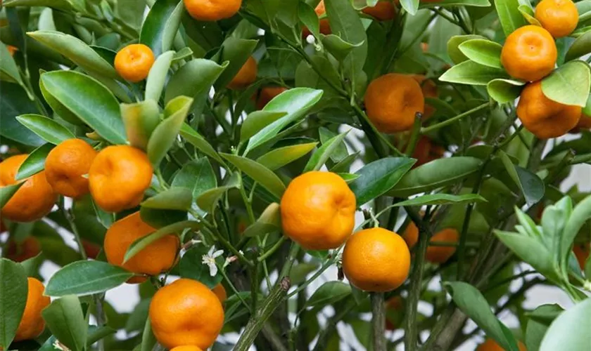 Calamondin