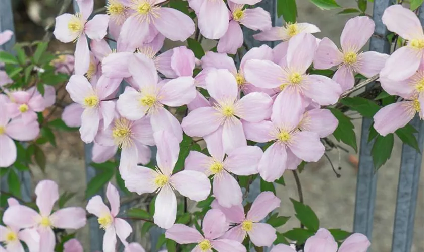 Clematis montana 'Tetrarose', Spalier