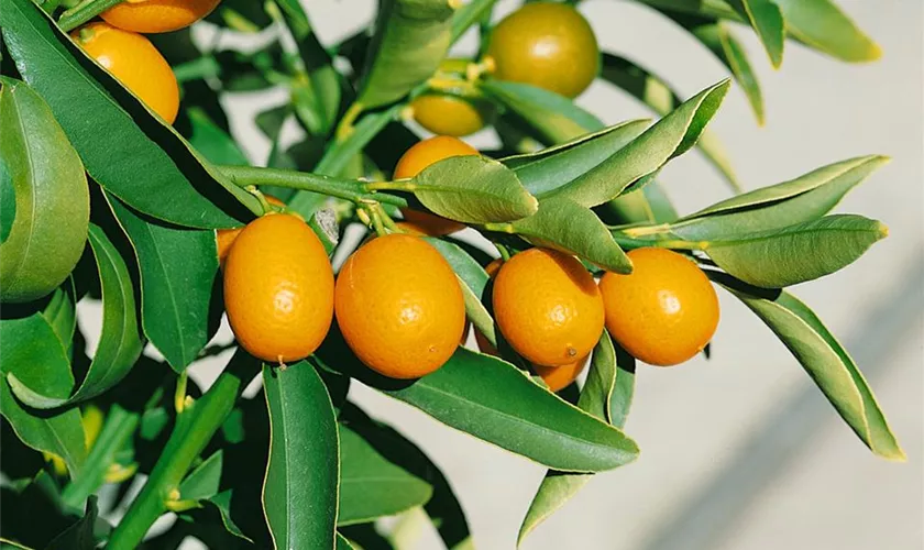 Ovale Kumquat