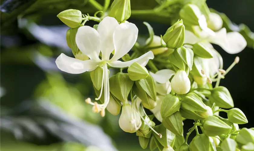 Clerodendrum wallichii