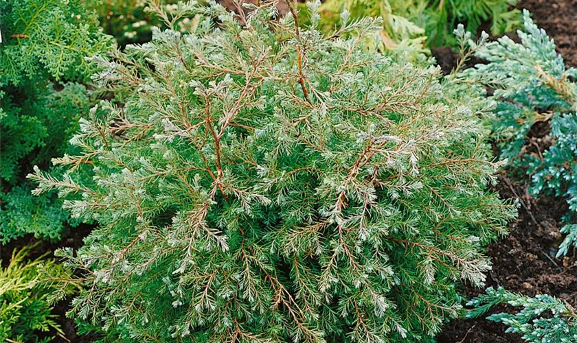 Chamaecyparis thyoides 'Glauca'