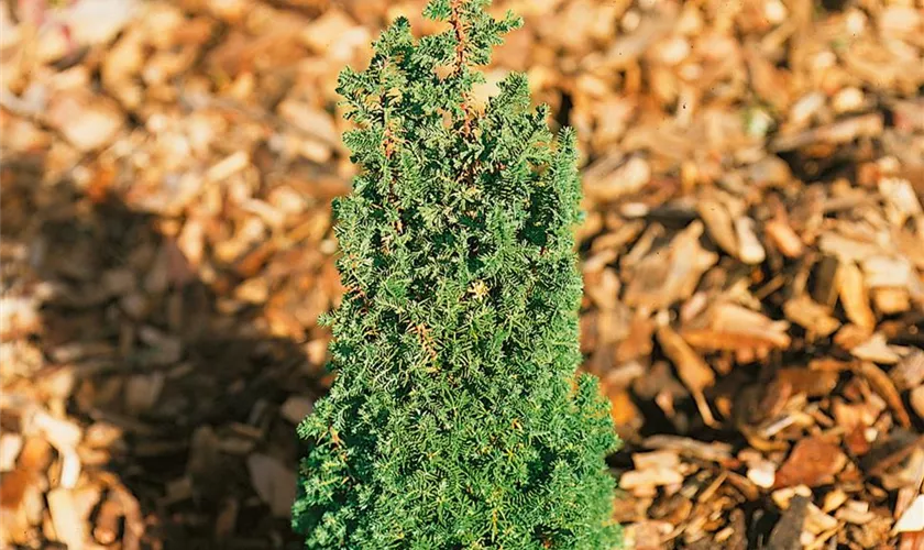 Chamaecyparis thyoides 'Little Jamie'