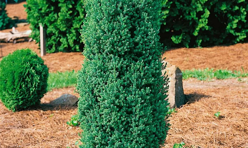 Chamaecyparis thyoides 'Rubicon'