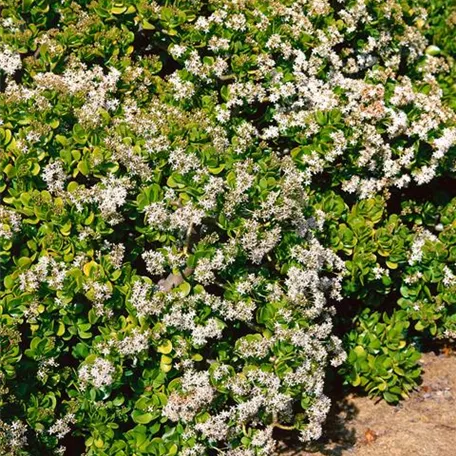 Crassula lactea