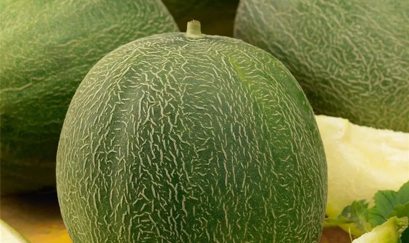 Cucumis melo var. inodorus, grün