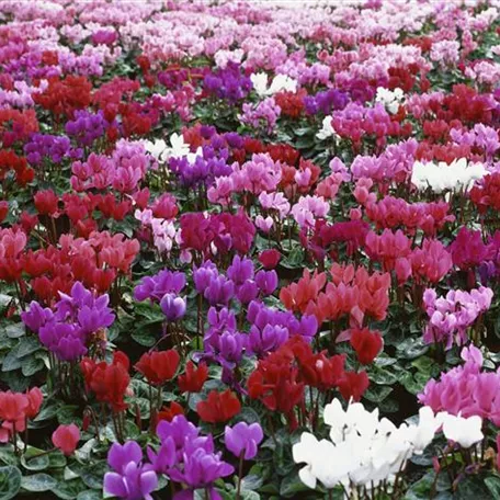 Cyclamen persicum, lila