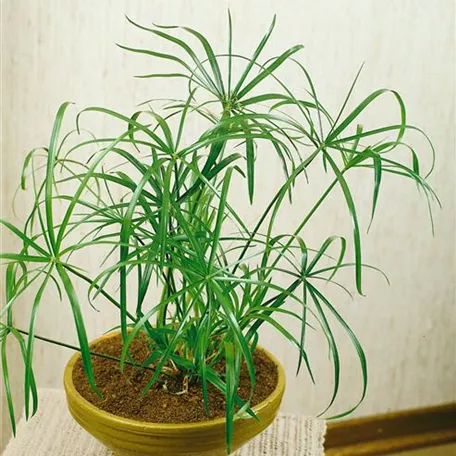 Cyperus alternifolius