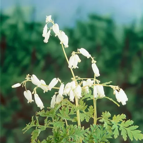 Dicentra formosa 'Alba'