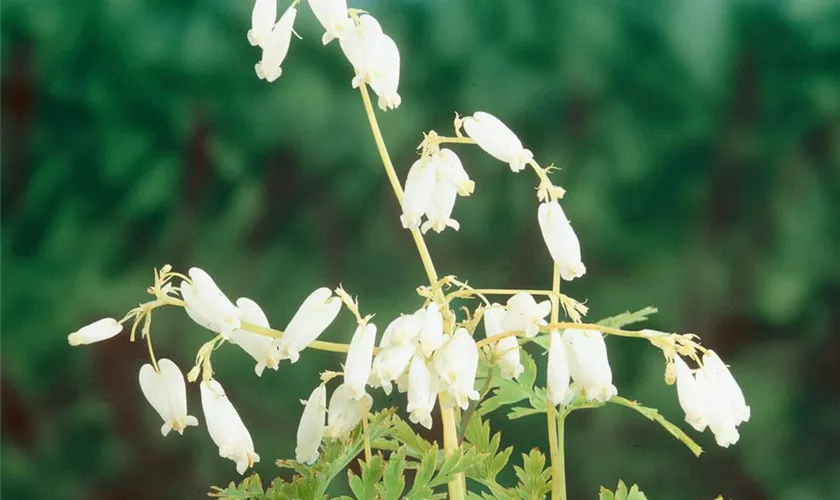 Zwergige Garten-Herzblume 'Alba'